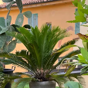 Apartment The Jasmine Terrace Retreat, Bologna